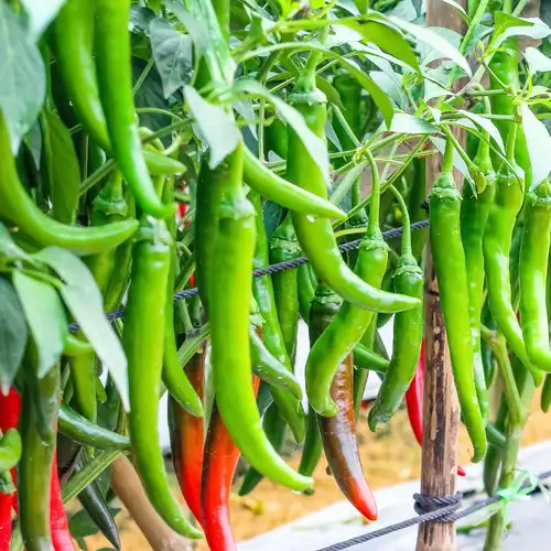 A thriving garden of Green Chillies from Hybrid F1 seedlings.