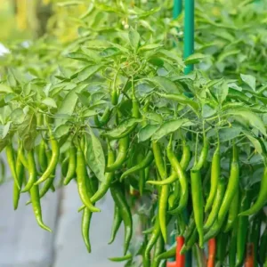 A thriving garden of Green Chillies from Hybrid F1 seedlings.