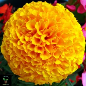 "Marigold Seedlings F1 Hybrid Giant - 5-Inch