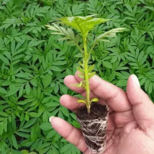 marigold seedling