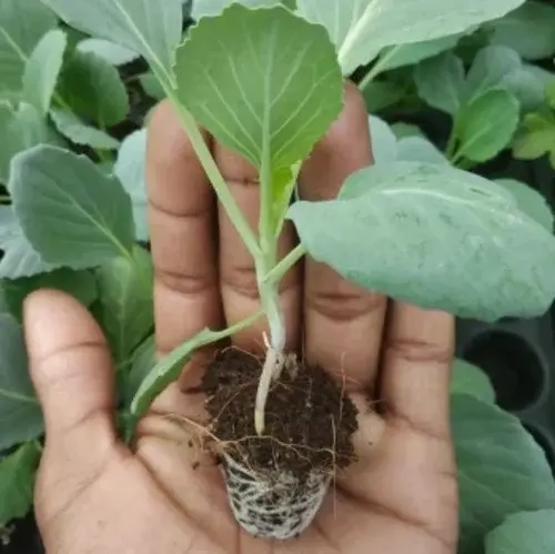 Cabbage seedlings planted in a garden.