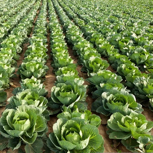 Mature cabbage plants forming heads.