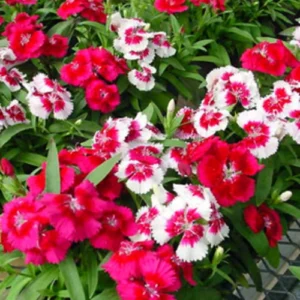 Buy dianthus seedlings Pakistan