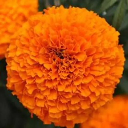 Compact Marigold Plant with Large Orange Blooms