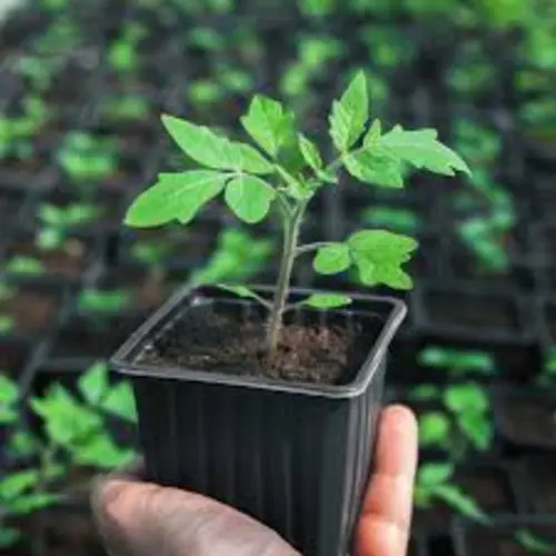 A person transplanting Tomato Seedlings into soil.