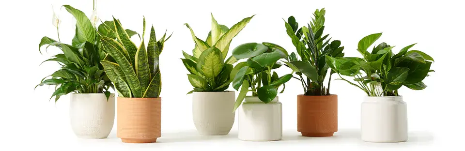 Indoor plants