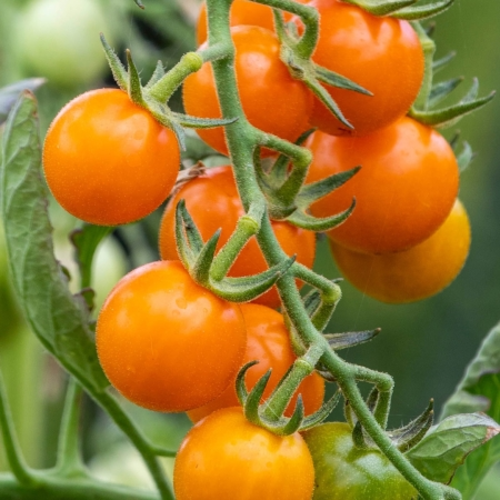 Cherry Tomato Golden Seedling (پنیری) Hybrid F1