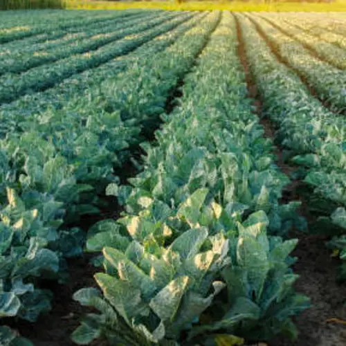 Transplanting Broccoli Seedling Hybrid F1 into garden soil