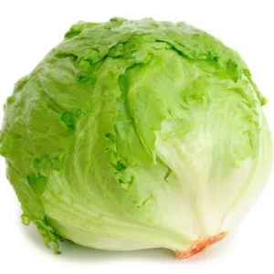 Iceberg Lettuce Seedling (پنیری) Hybrid F1 Iceberg Lettuce Seedling (پنیری) Hybrid F1