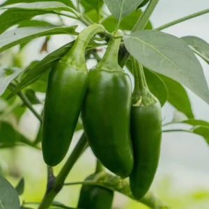 Jalapeno Seedling (پنیری) Hybrid F1 Jalapeno Seedling (پنیری) Hybrid F1