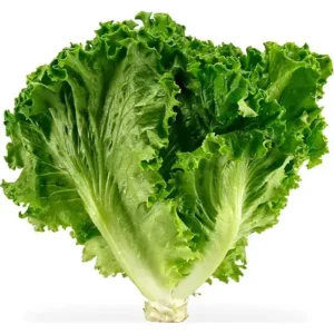 Lettuce Seedling (سلاد کے پتوں کی پنیری) Hybrid F1 Lettuce Seedling (سلاد کے پتوں کی پنیری) Hybrid F1