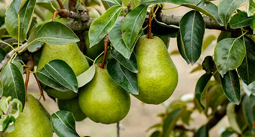 Fruit Trees