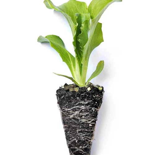 Iceberg Lettuce Seedling