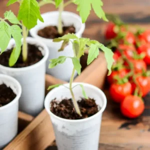 Yellow Cherry Tomato Seedlings (پنیری) Yellow Cherry Tomato Seedlings (پنیری)