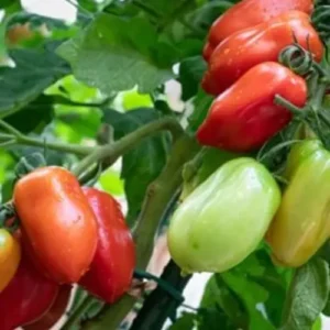 Tomato Super Rain Seedling (پنیری) Hybrid F1 Tomato Super Rain Seedling (پنیری) Hybrid F1