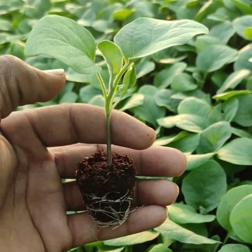 brinjal seedling hybrid f1 black boy