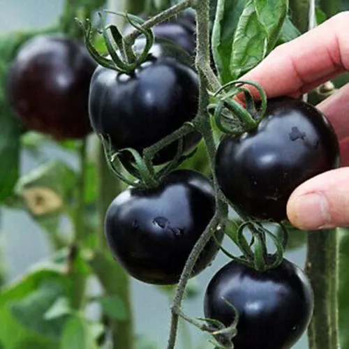 Cherry Tomato purple Seedling (پنیری) Hybrid F1