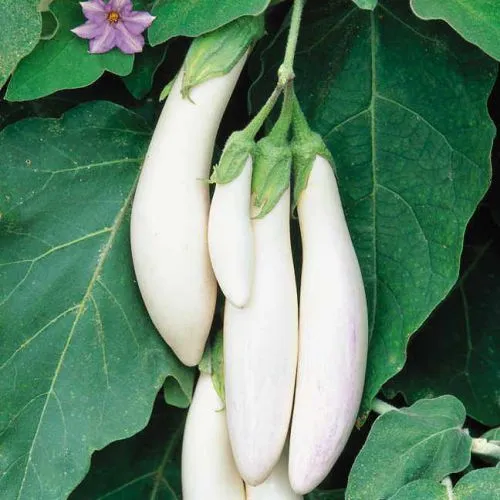White Brinjal Long Seedling (پنیری) Hybrid F1