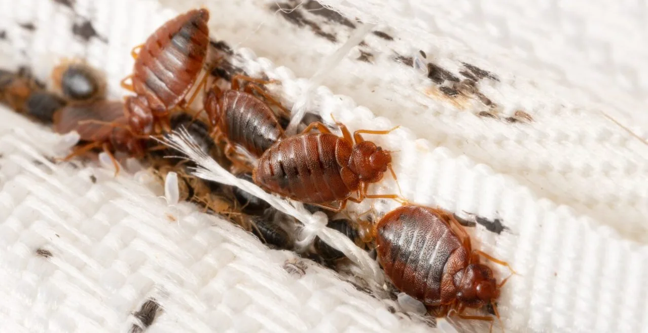 bed bugs killer