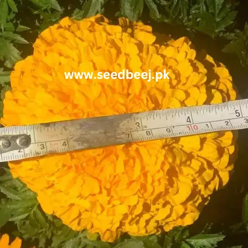 Marigold f1 hybrid seedling big flowers beautiful closeup