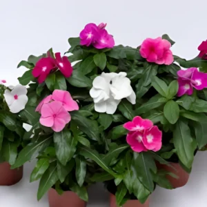 Vinca Mix Flower Seeds