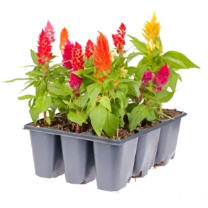 Celosia flowers in vibrant red, pink, and yellow shades blooming in a sunny garden