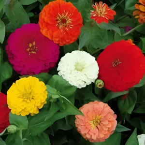 Zinnia Mix Flower Seeds – Vibrant Annual Blooms for Your Garden