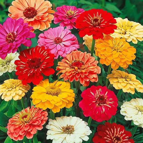 Zinnia Mix Flower Seeds – Vibrant Annual Blooms for Your Garden