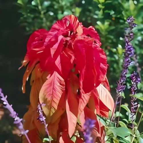 : Amaranthus Seeds – Vibrant Blooms and Nutritious Seeds for Your Garden