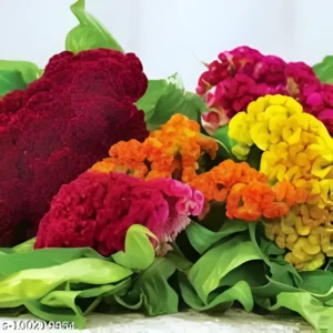 Assorted vibrant Cockscomb flowers in a garden setting