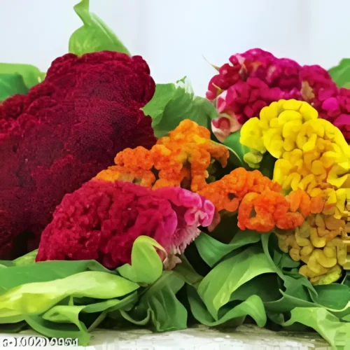 Assorted vibrant Cockscomb flowers in a garden setting