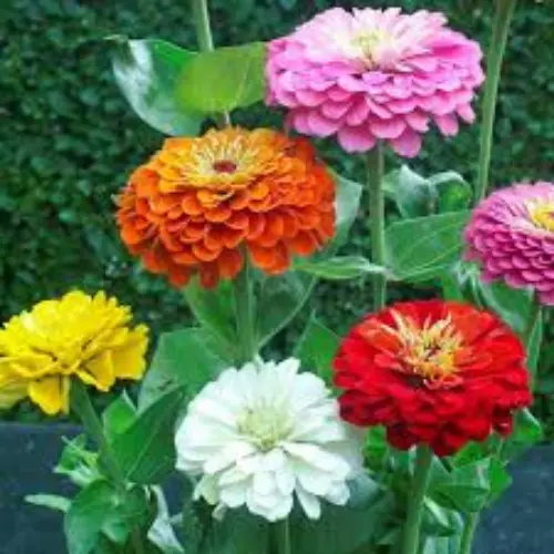 Zinnia Mix Flower Seeds – Vibrant Annual Blooms for Your Garden