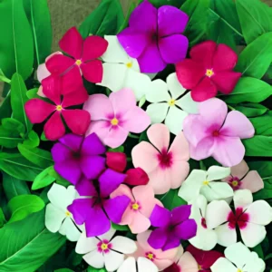 Vinca Mix Flower Seeds
