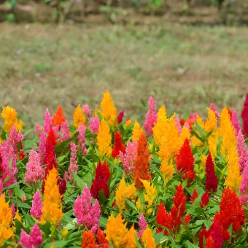 Celosia flowers in vibrant red, pink, and yellow shades blooming in a sunny garden