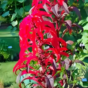 Amaranthus Seeds