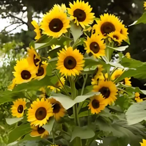 Yellow Sunflower Seeds