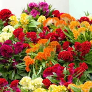 Cockscomb Mix Flower Seeds