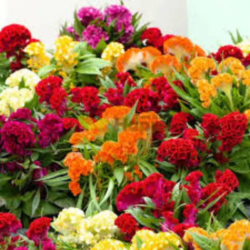 Cockscomb Mix Flower Seeds