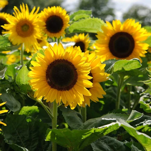 Yellow Sunflower Seeds – Brighten Your Garden with Cheerful Blooms