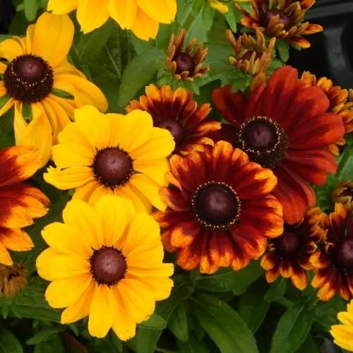 Assorted vibrant Rudbeckia flowers in a garden setting