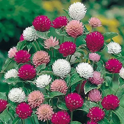 Close-up of colorful Gomphrena blooms with various patterns