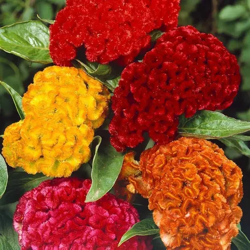 Assorted vibrant Cockscomb flowers in a garden setting