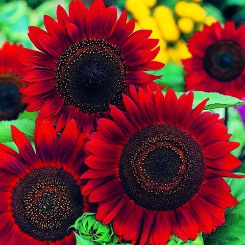 Close-up of vibrant Red Sunflower in full bloom