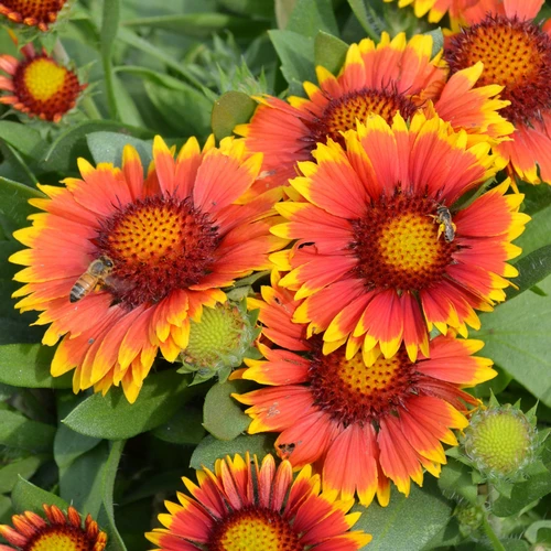 Close-up of vibrant Gaillardia flowers in full bloom