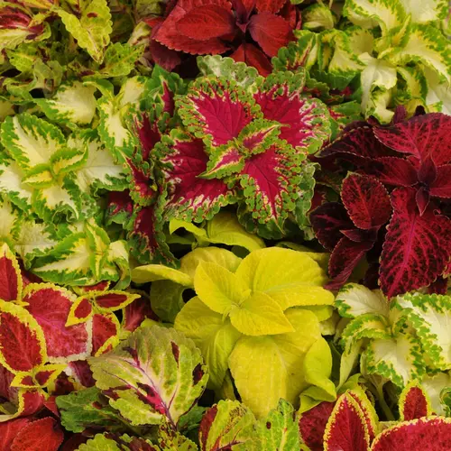 Assorted vibrant Coleus plants in a garden setting