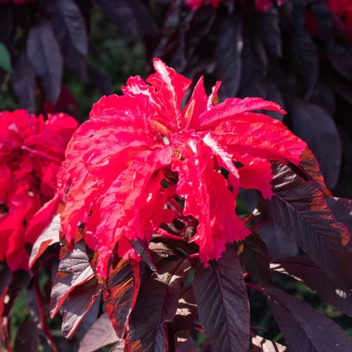 : Amaranthus Seeds – Vibrant Blooms and Nutritious Seeds for Your Garden