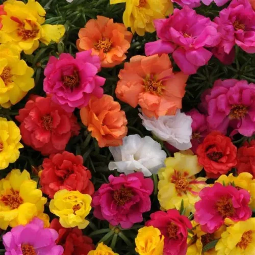 lose-up of vibrant Portulaca Mix flowers in full bloom