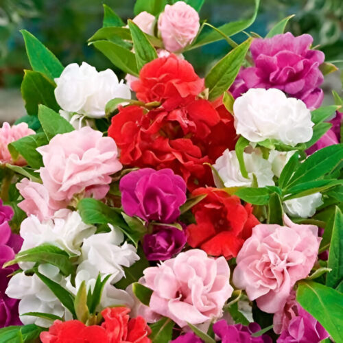 Close-up of vibrant balsam flower seeds in full bloom