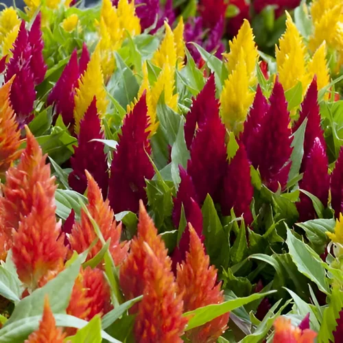 Celosia flowers in vibrant red, pink, and yellow shades blooming in a sunny garden