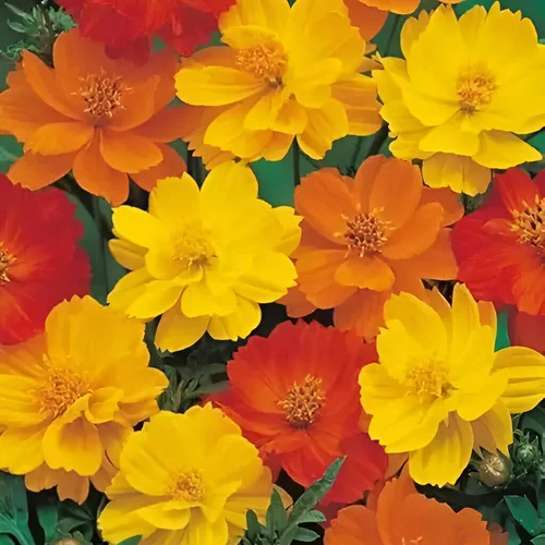 Close-up of vibrant Cosmos Mix flowers in full bloom